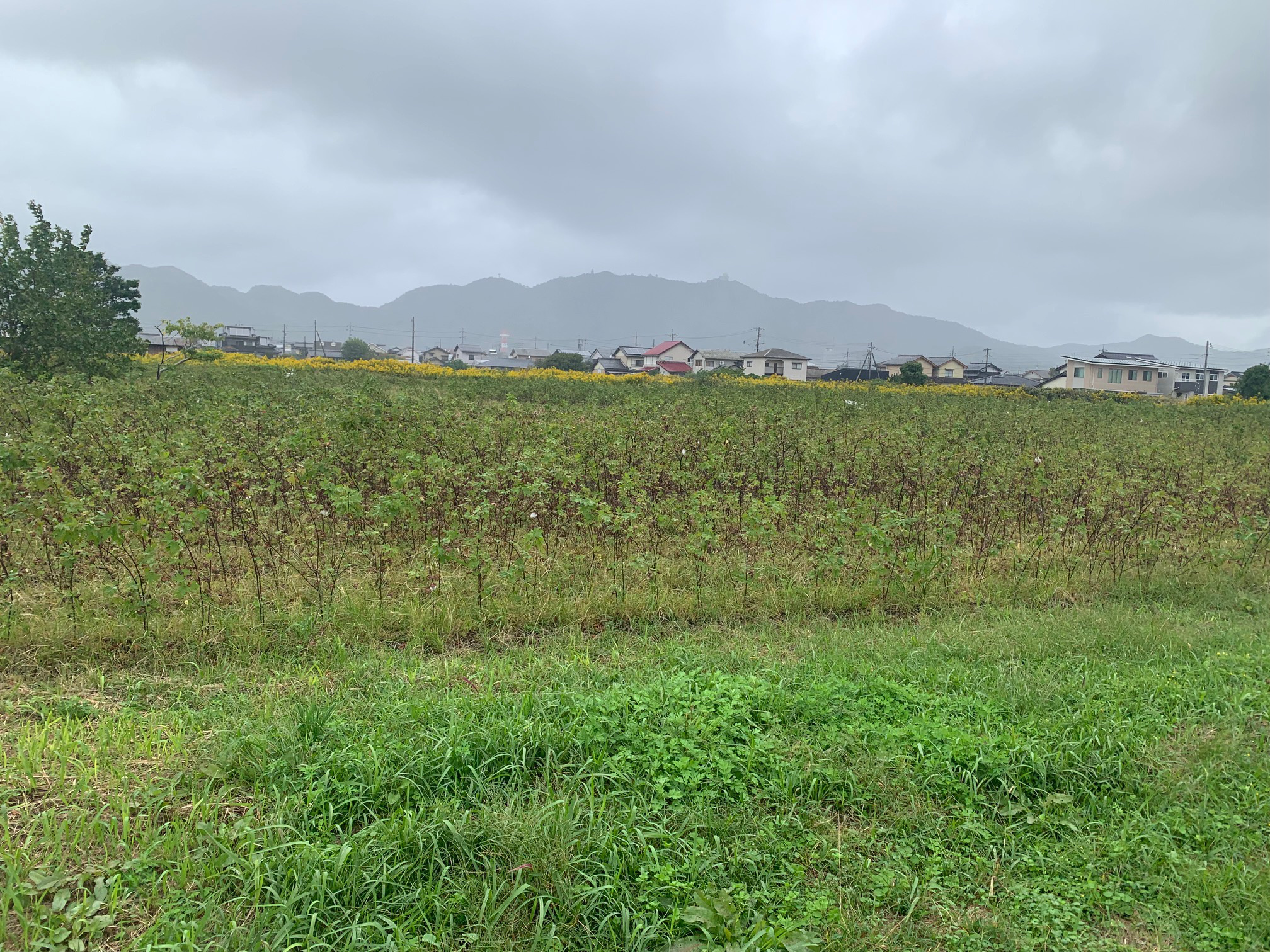 伯州綿の栽培圃場