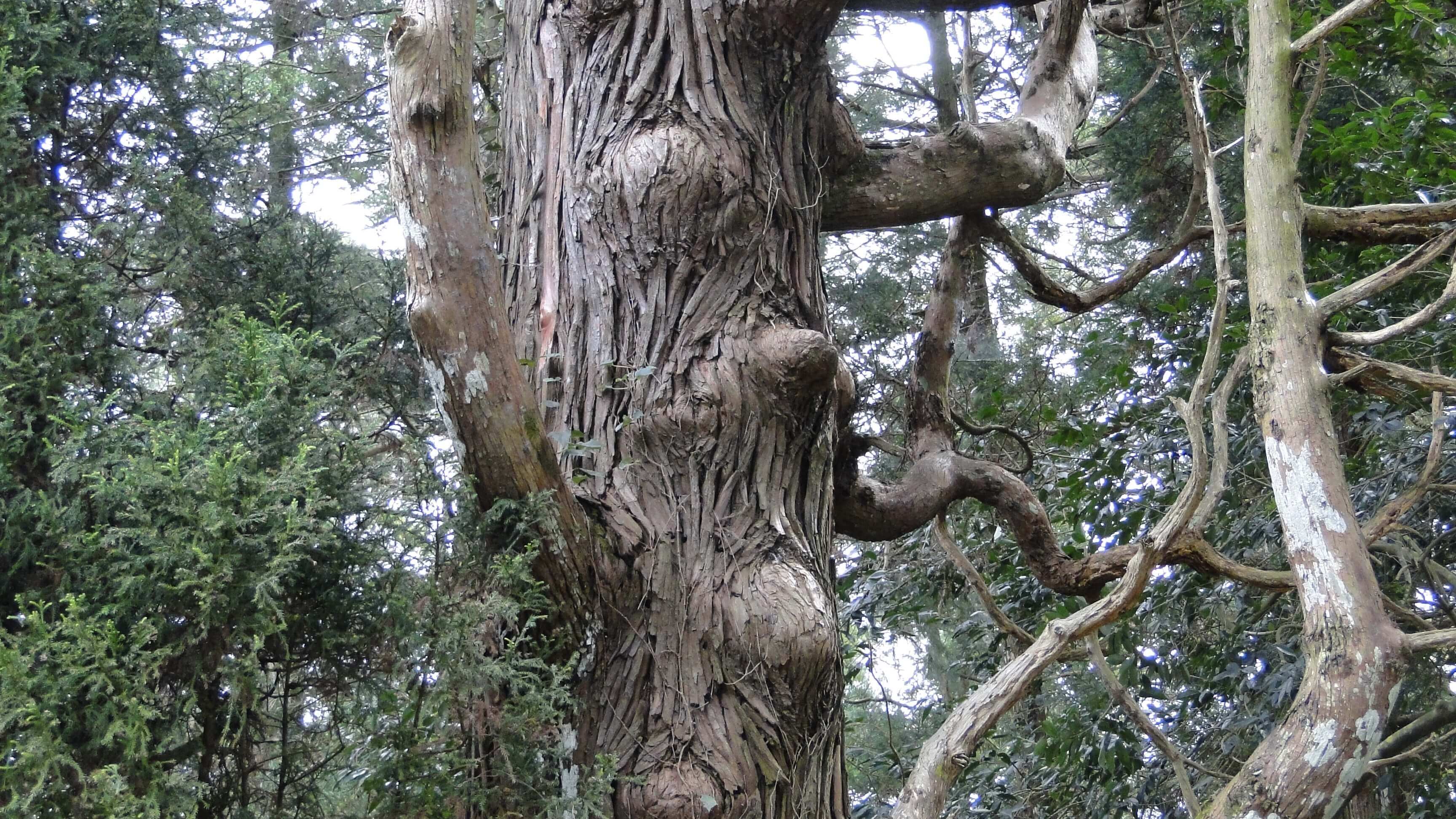 神秘的な人面杉