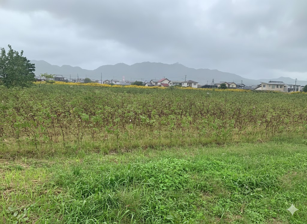 伯州綿畑の様子