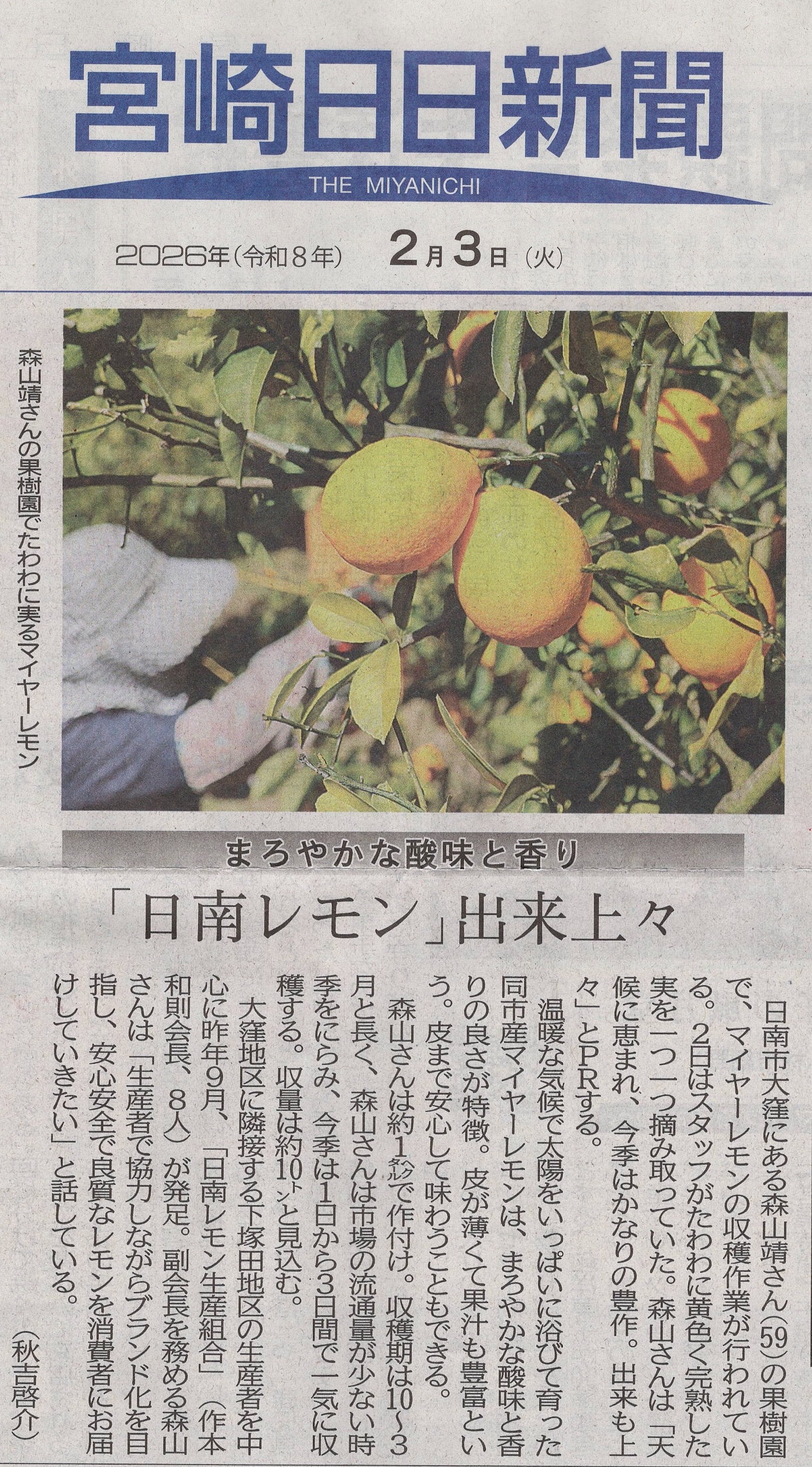 宮崎日日新聞 2026年2月3日 まろやかな酸味と香り「日南レモン」出来上々
