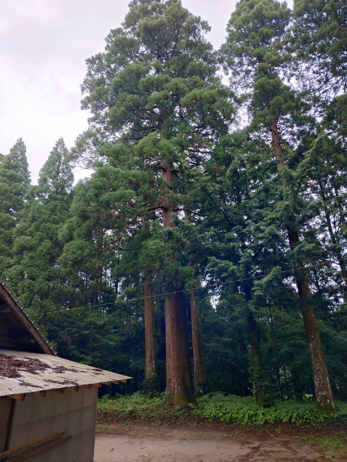 落雷を受けた樹齢400年の杉・現在の様子（早馬様）