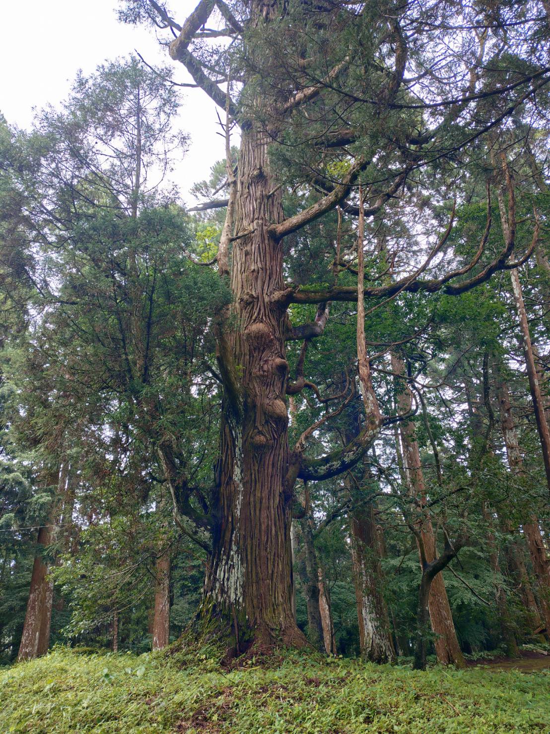 早馬様のシンボル・人面杉（樹齢400年）