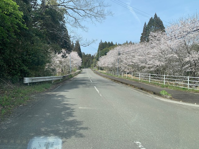 会場へと続く、満開の桜並木