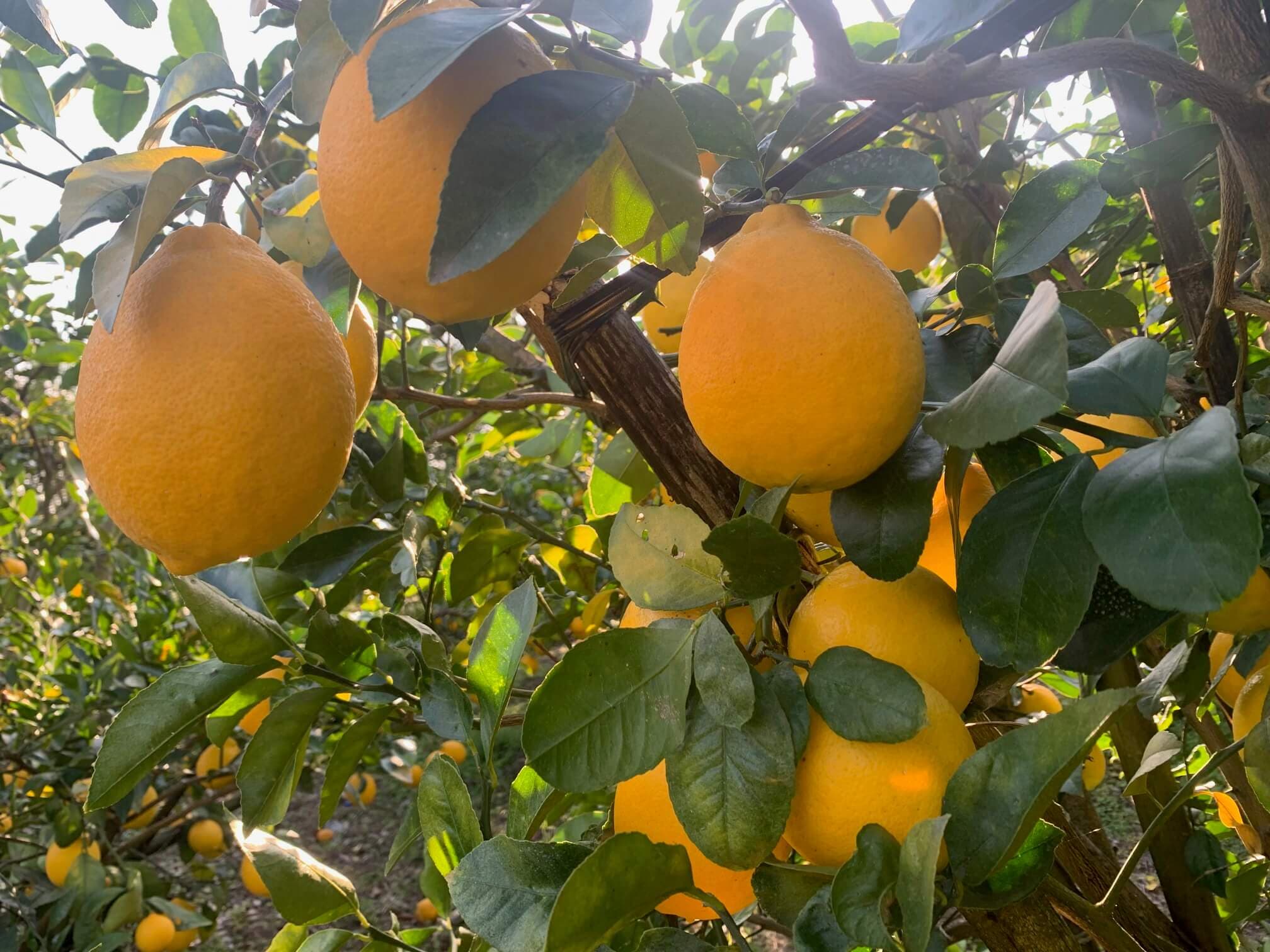 収穫された柑橘類（マイヤーレモン）