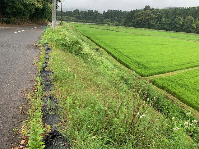 市道萩之嶺下塚田線 西側法面 ①