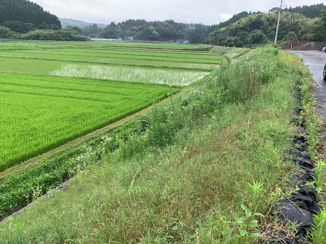 市道萩之嶺下塚田線 西側法面 ②