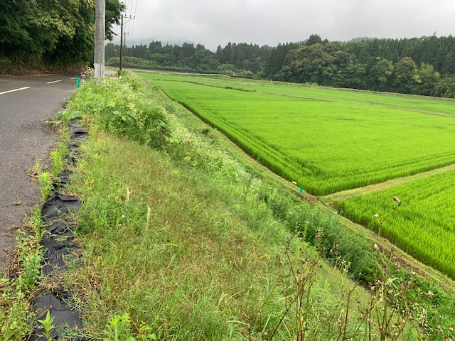 市道萩之嶺下塚田線 西側法面 ③