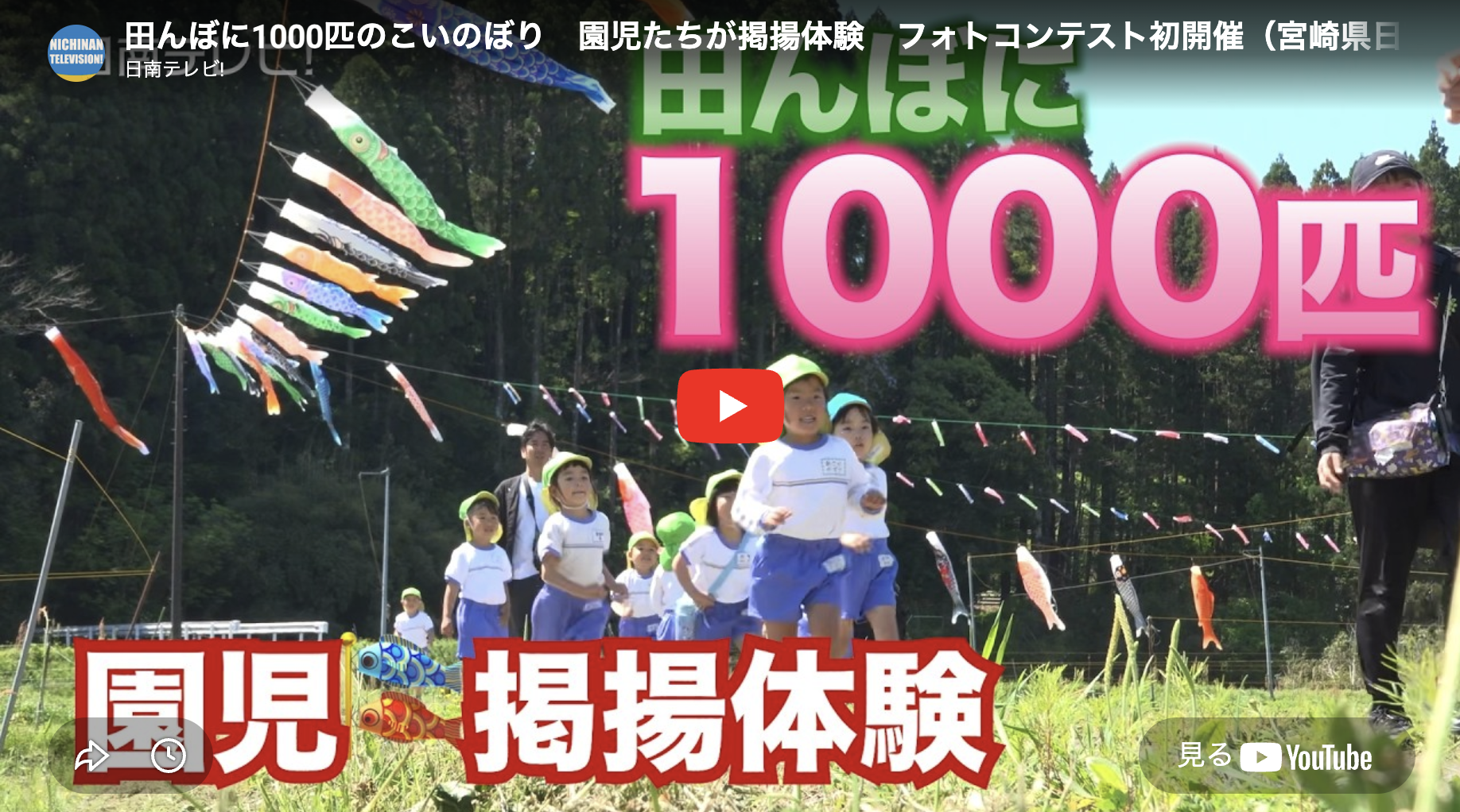 日南テレビ 田んぼに1000匹のこいのぼり 園児掲揚体験