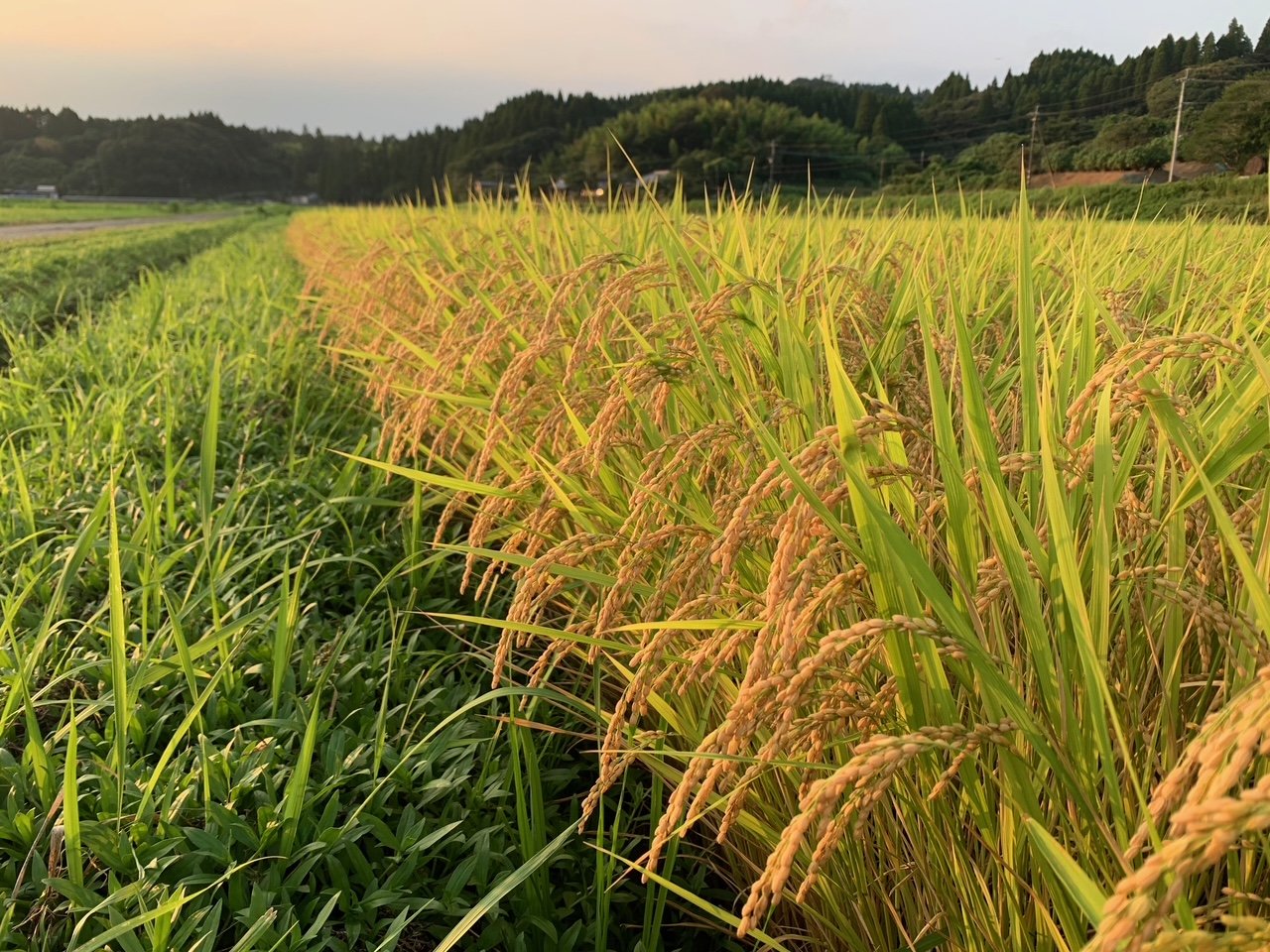 夕日に黄金色に色づく稲穂のアップ