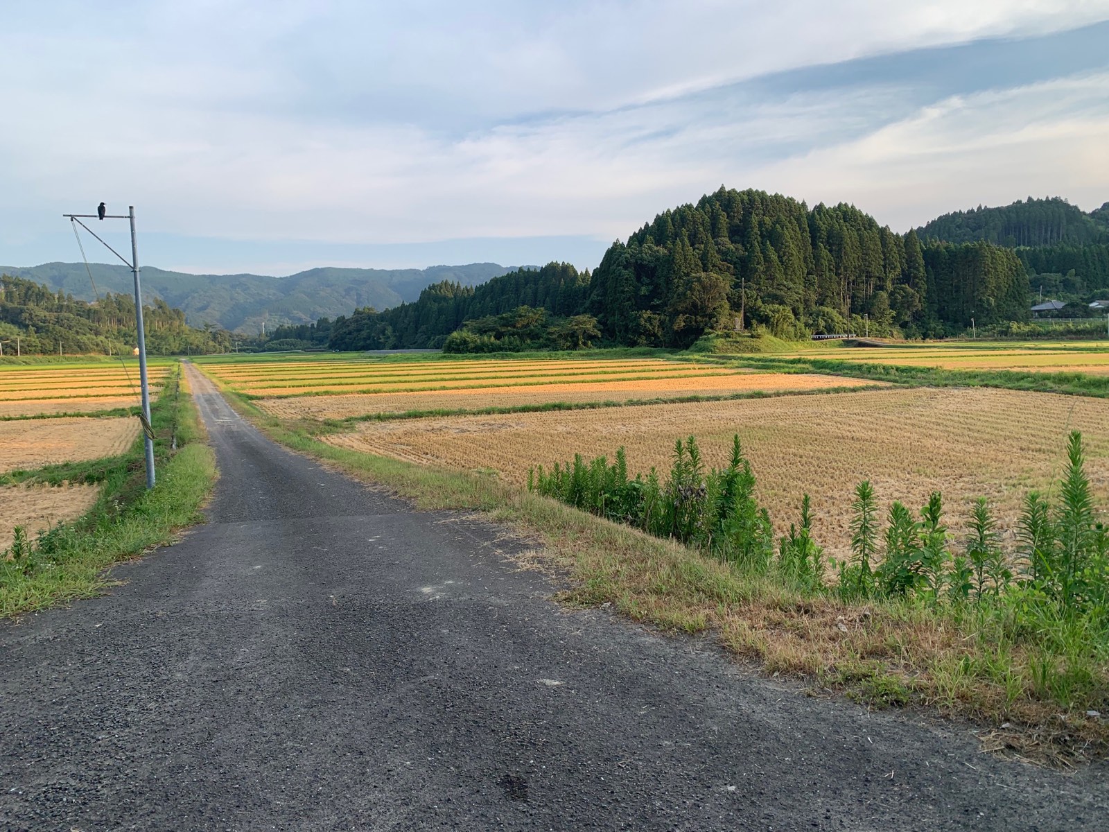 稲刈りを終えた常磐の田んぼと畦道、奥に連なる山並み