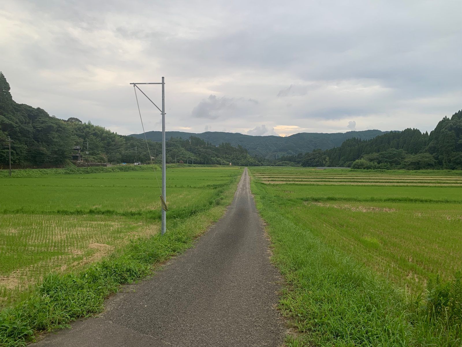 まだ青々とした稲田と曇り空の下の農道