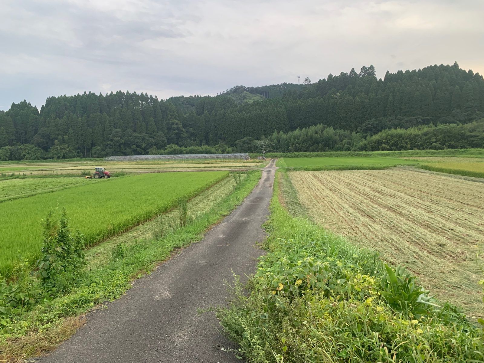 WCS刈り取り作業中のトラクターと緑と刈り取り跡が混在する圃場
