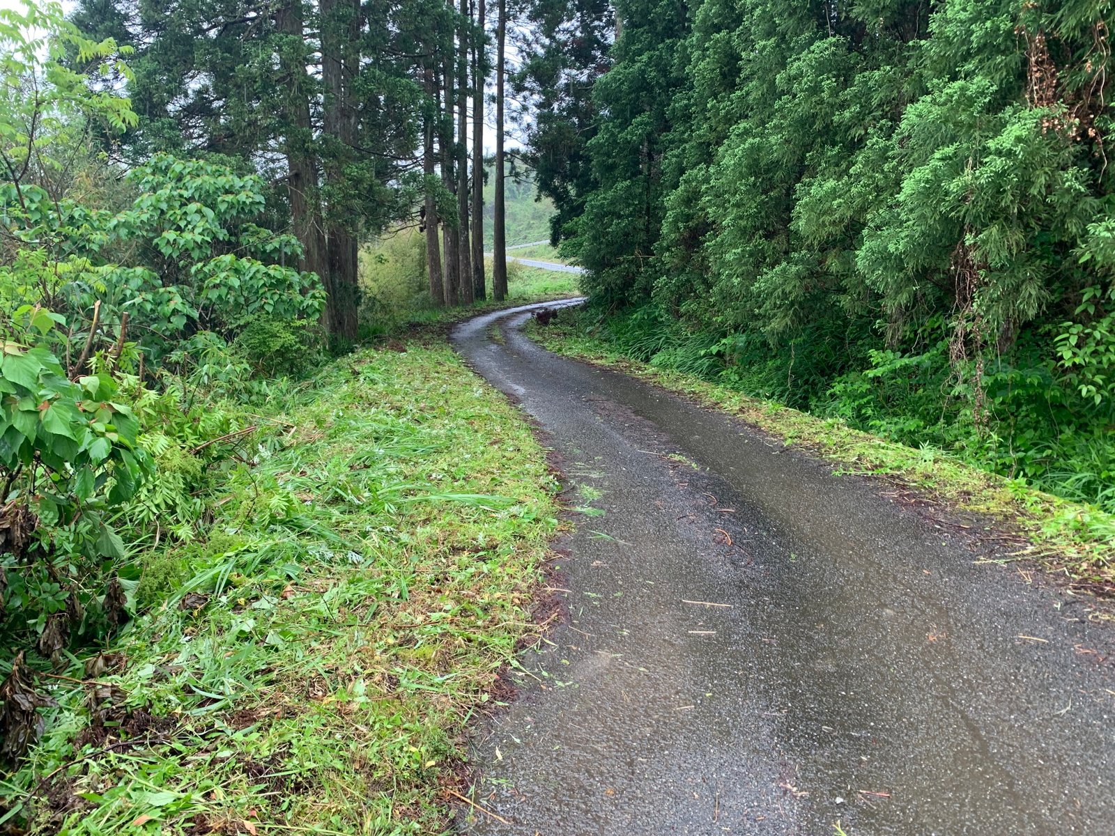草払いを終えた燕黒農道。杉林の間を舗装路が続いている