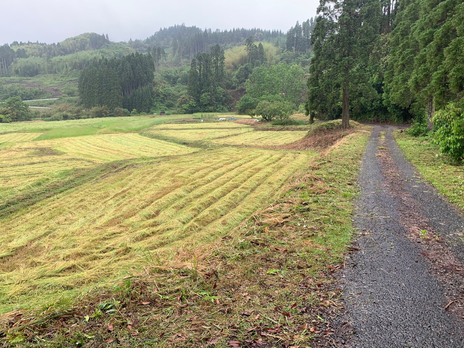 草払いを終えた農道と、隣り合う刈り取り後の田