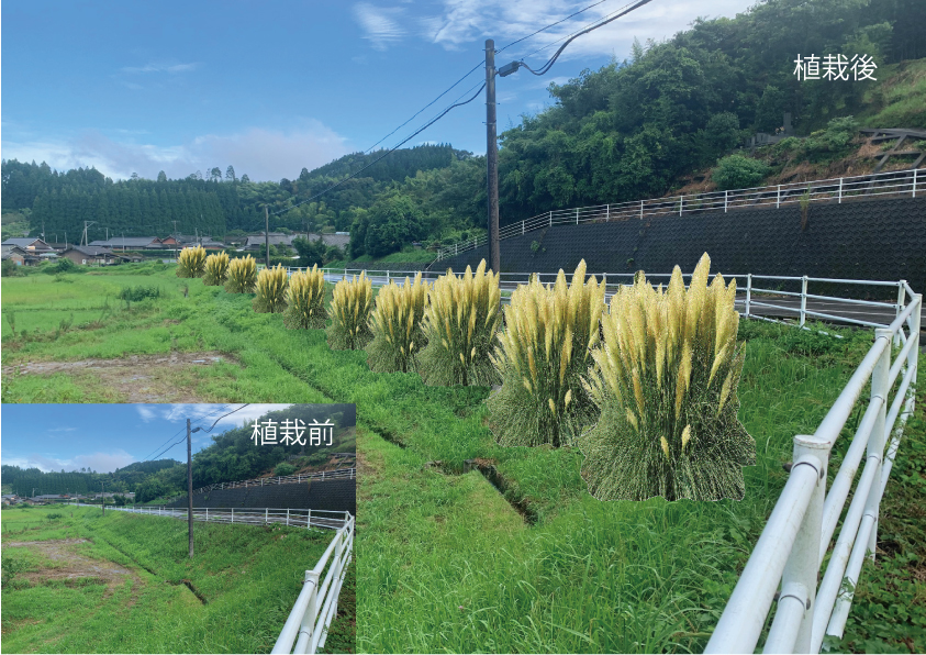 パンパスグラスによる沿道修景 合成イメージ