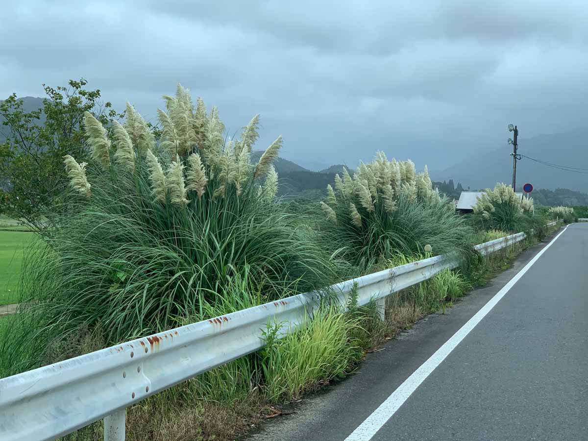 大藤地区 県道28号沿いのパンパスグラス1