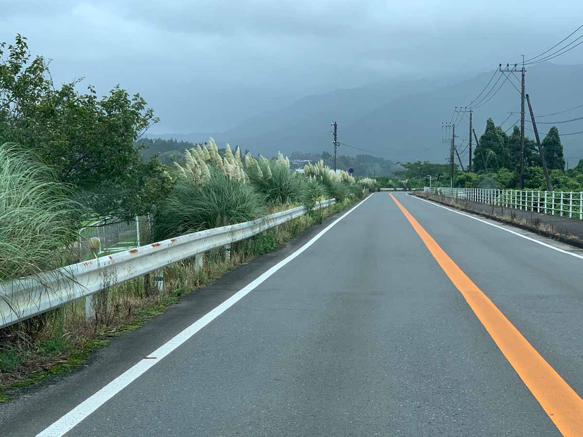 大藤地区 県道28号沿いのパンパスグラス2