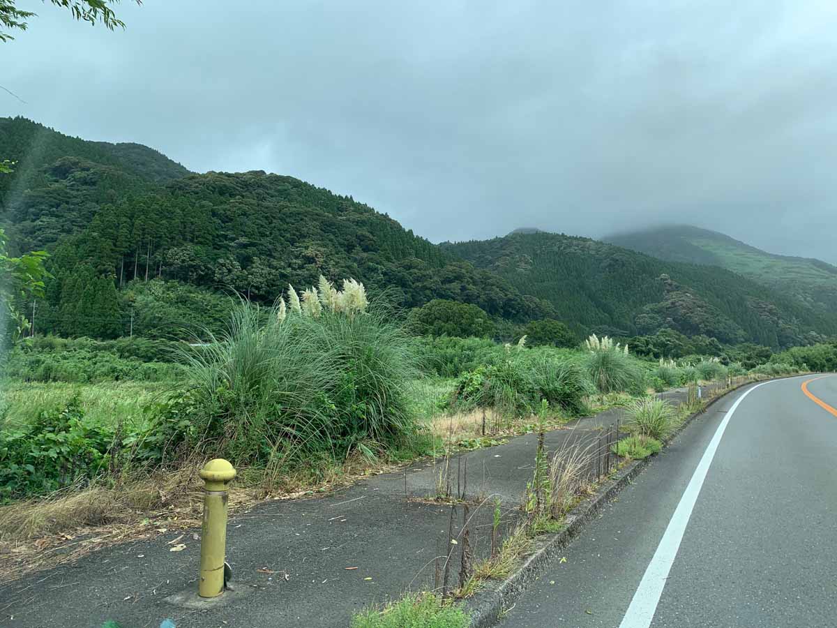 大藤地区のパンパスグラス状況