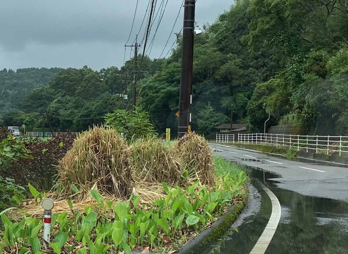 道路を遮るパンパスグラスの状況