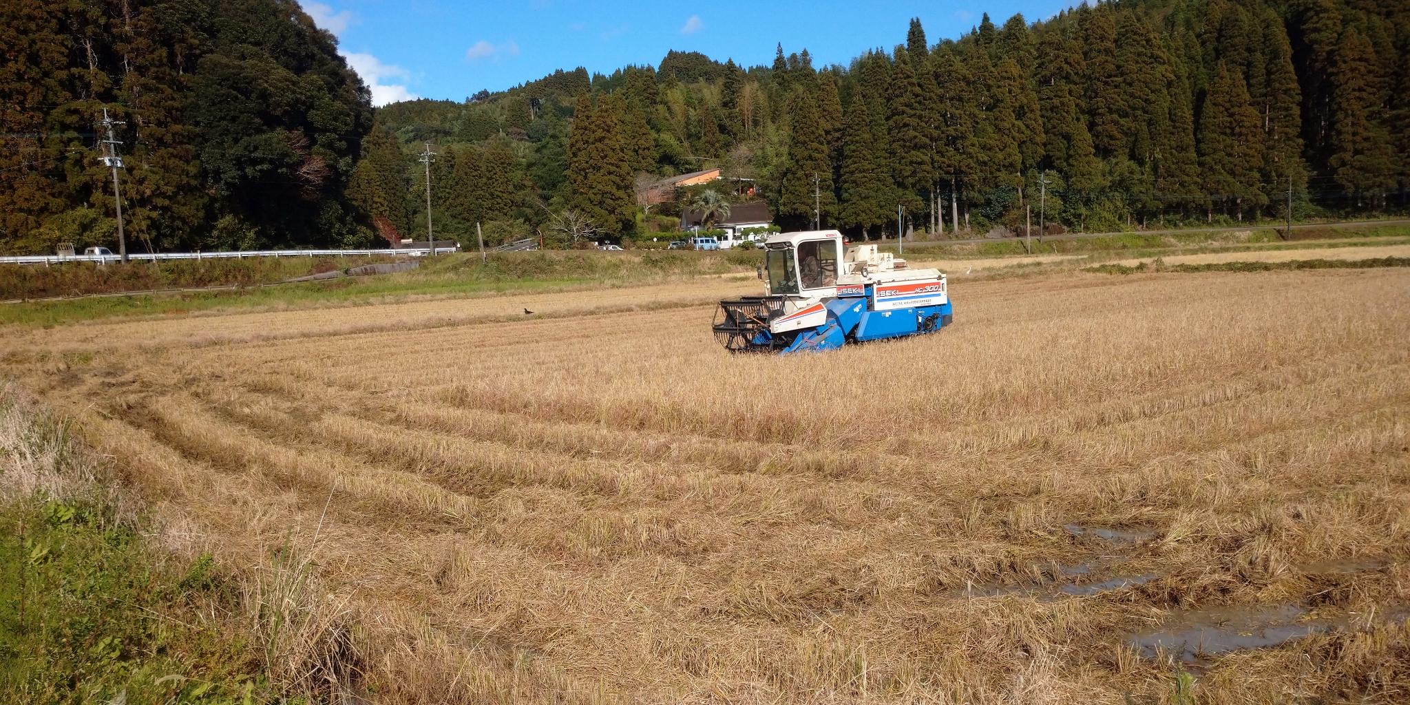 刈り取りが進む様子