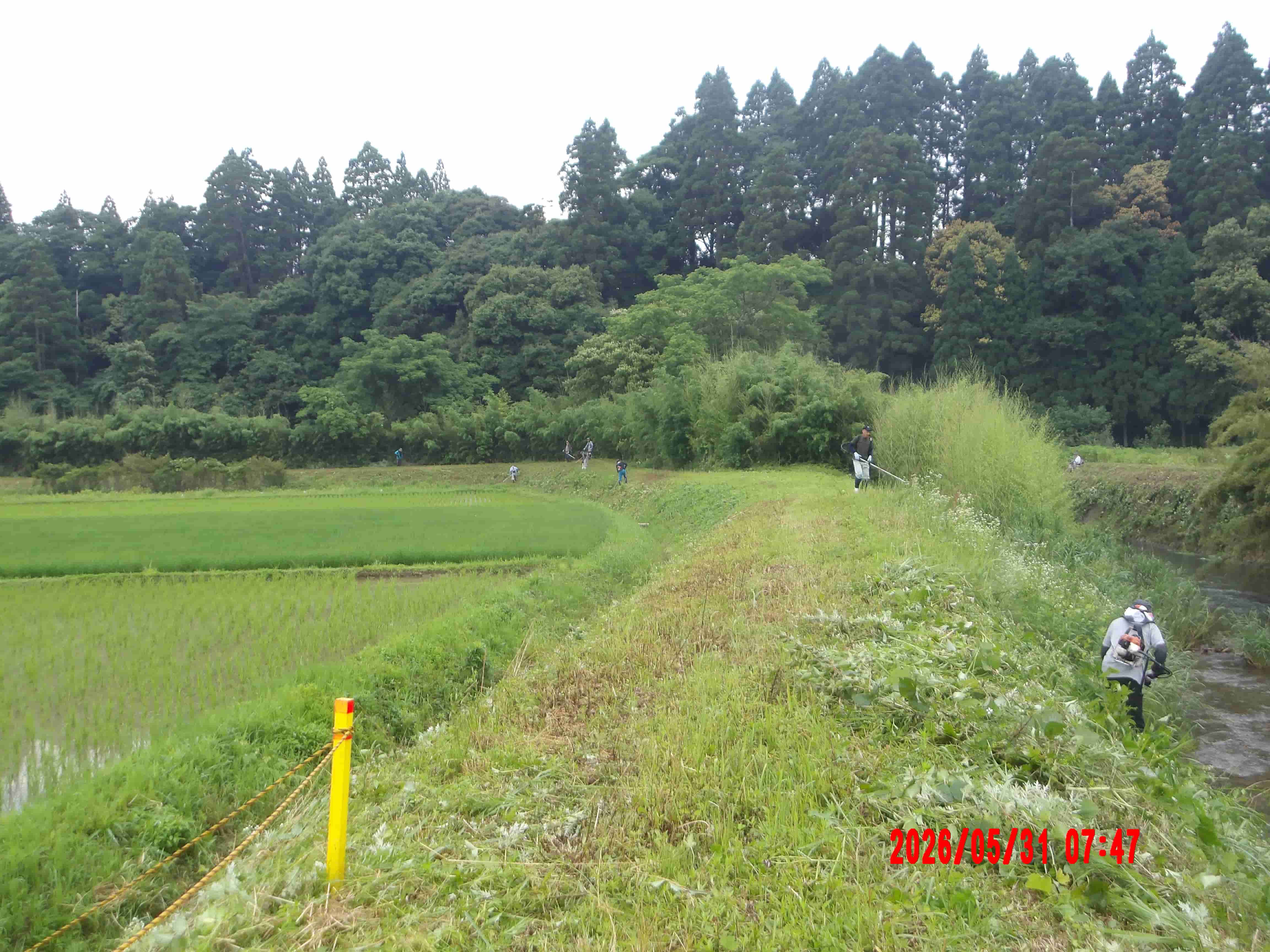 細田川堤防の草刈り作業全景