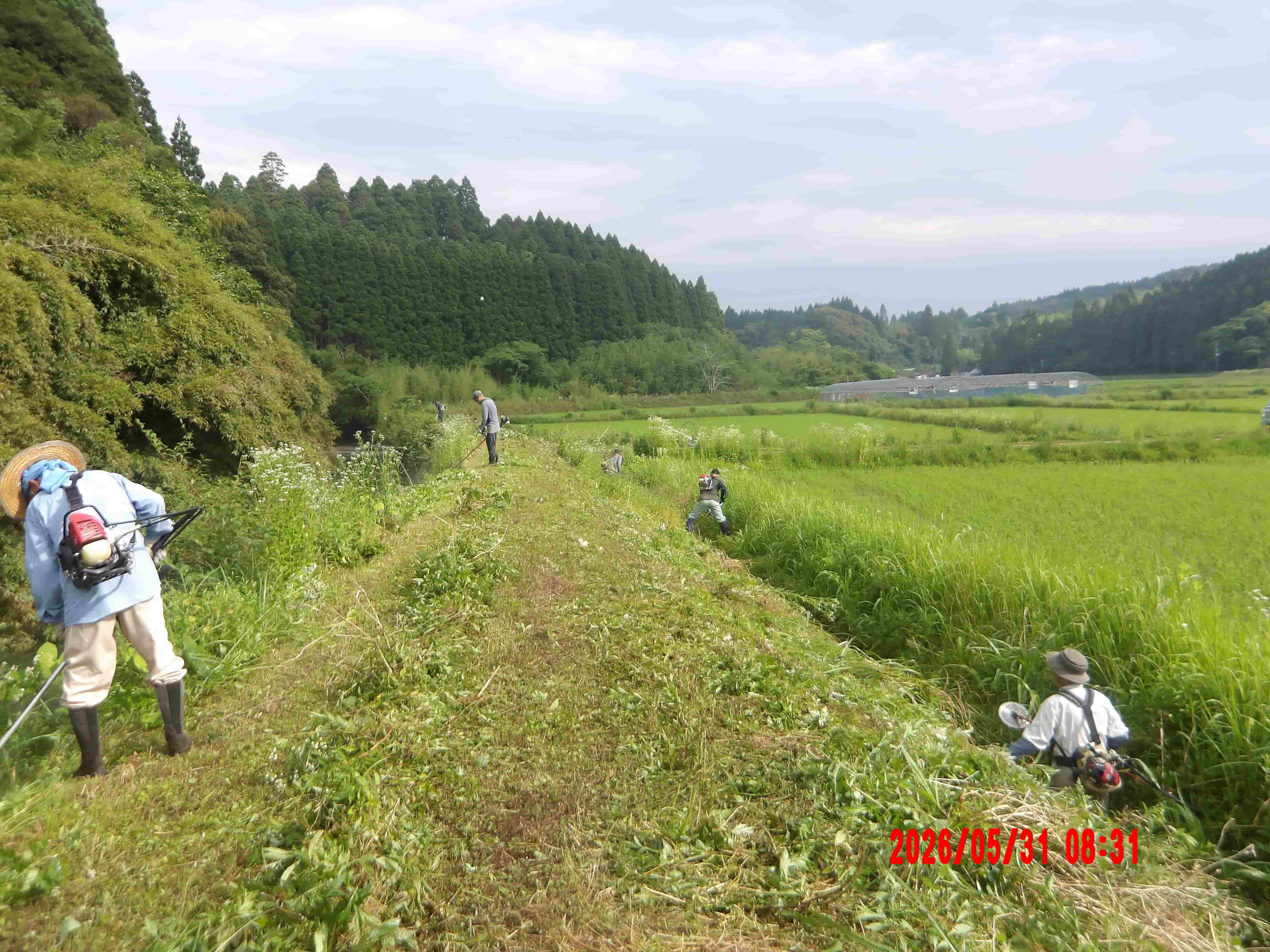 参加者が並んで堤防の草刈りを行う様子