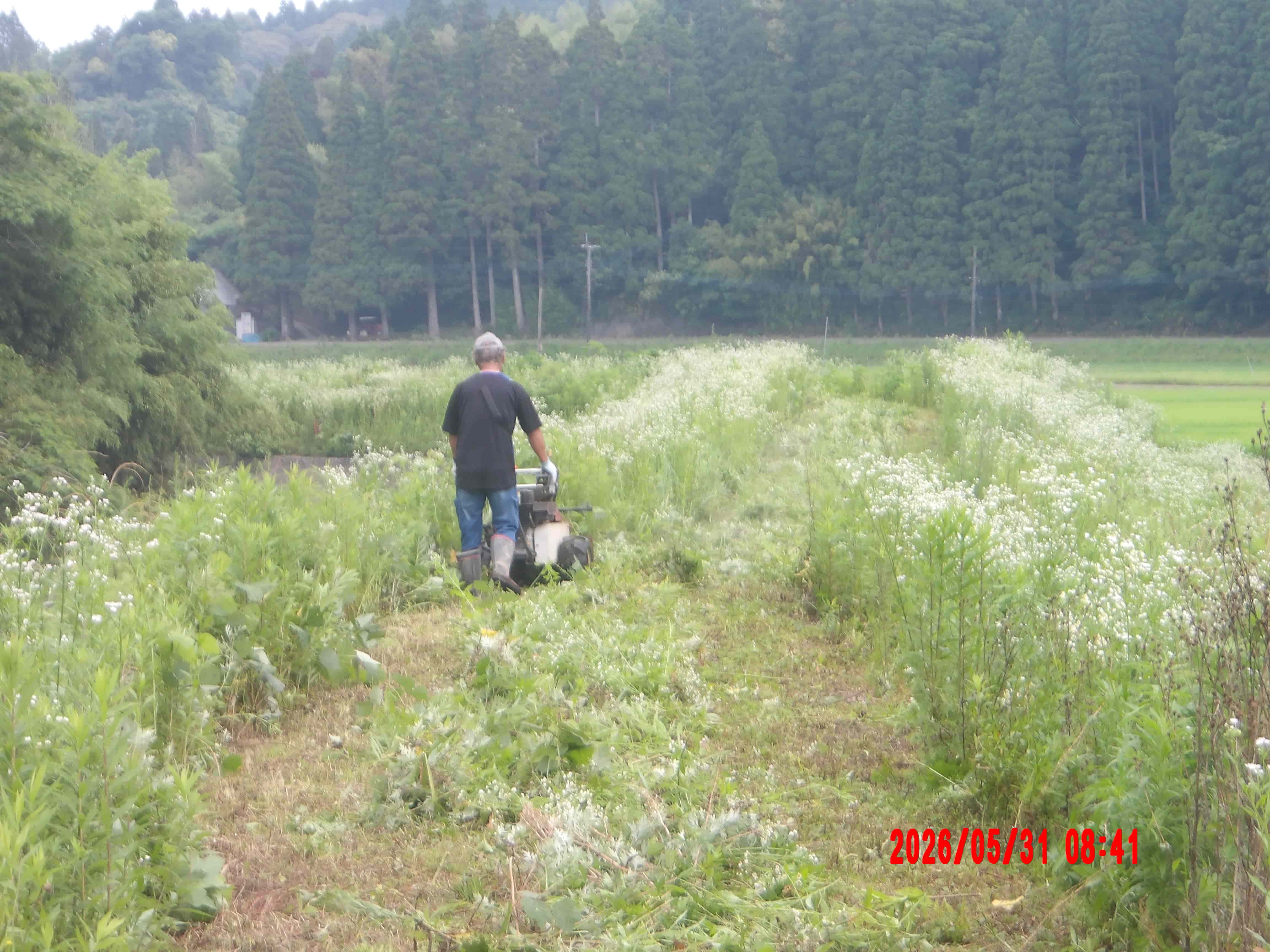 草刈機による背丈の高い草の刈り取り作業