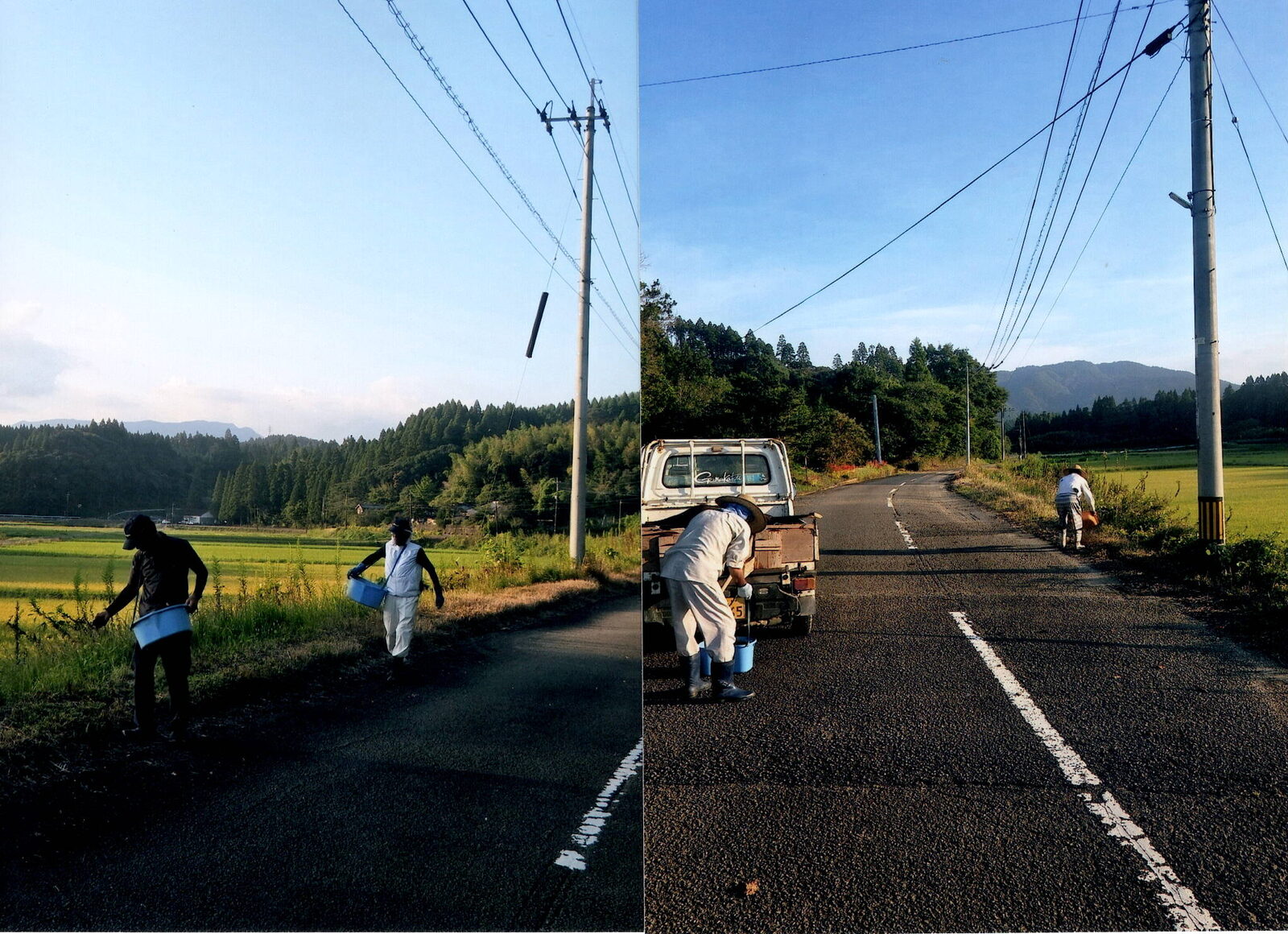 路側帯にコスモスの種を播種する参加者