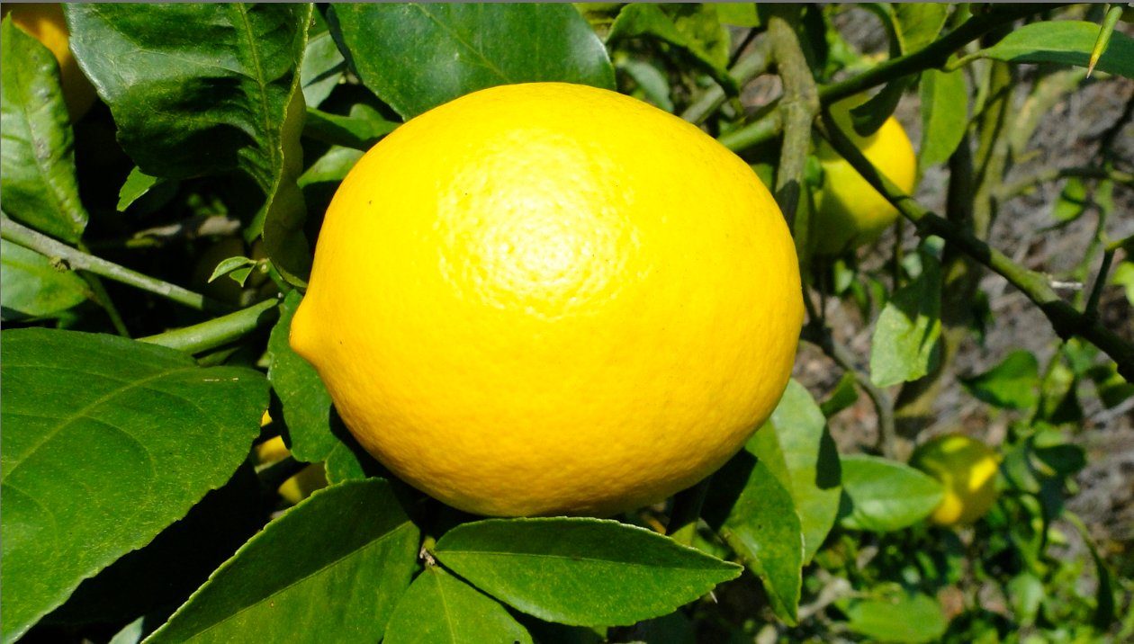 A bright yellow Nichinan lemon ripening on the branch in sunlight